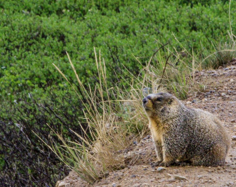 RMNP – Alpine Wildlife