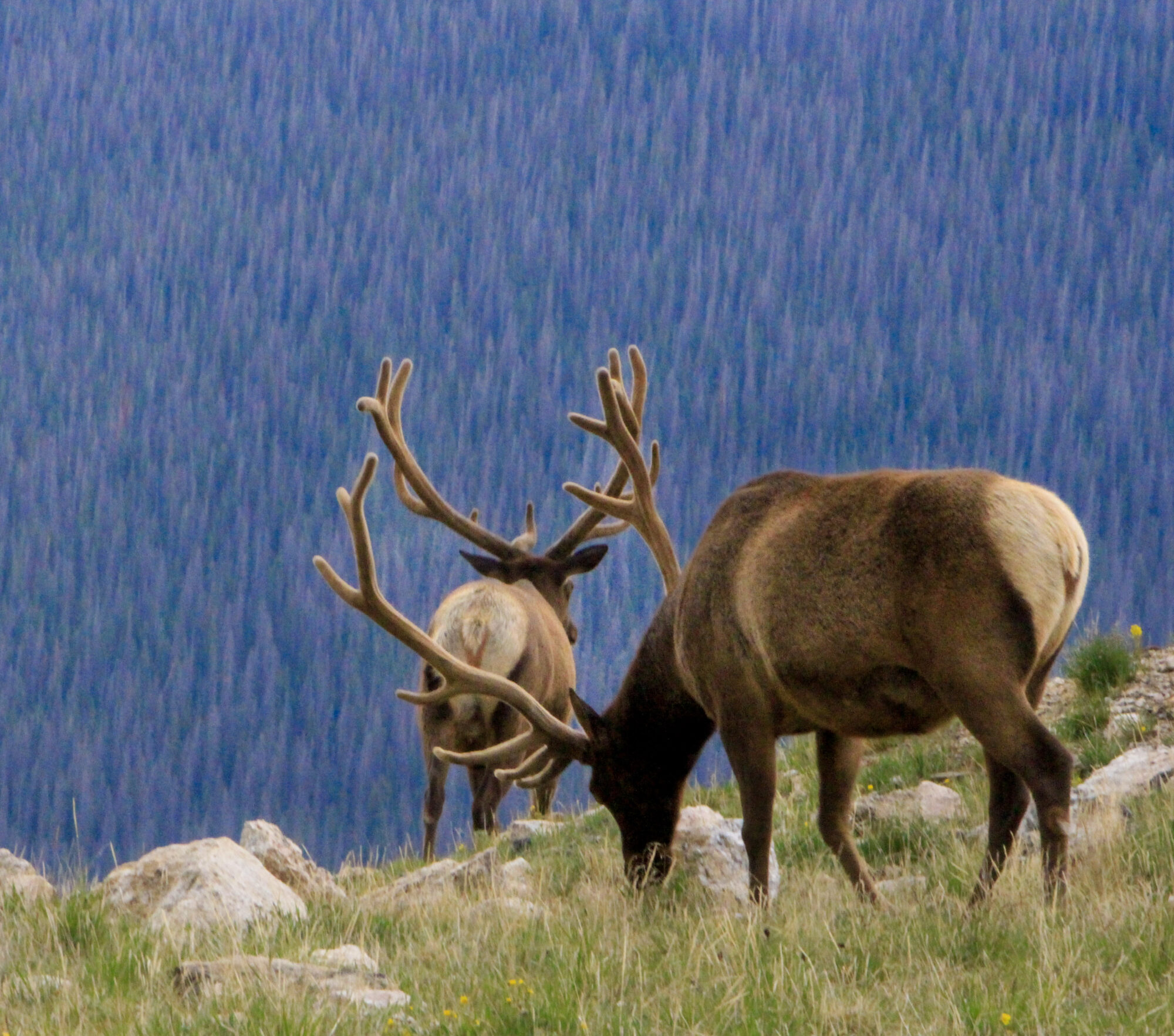 RMNP – ELK