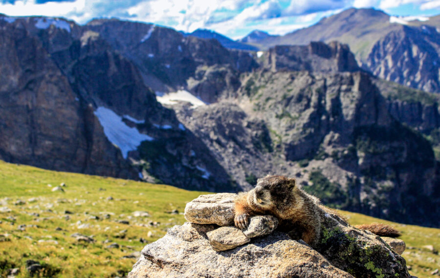 RMNP – Marmot