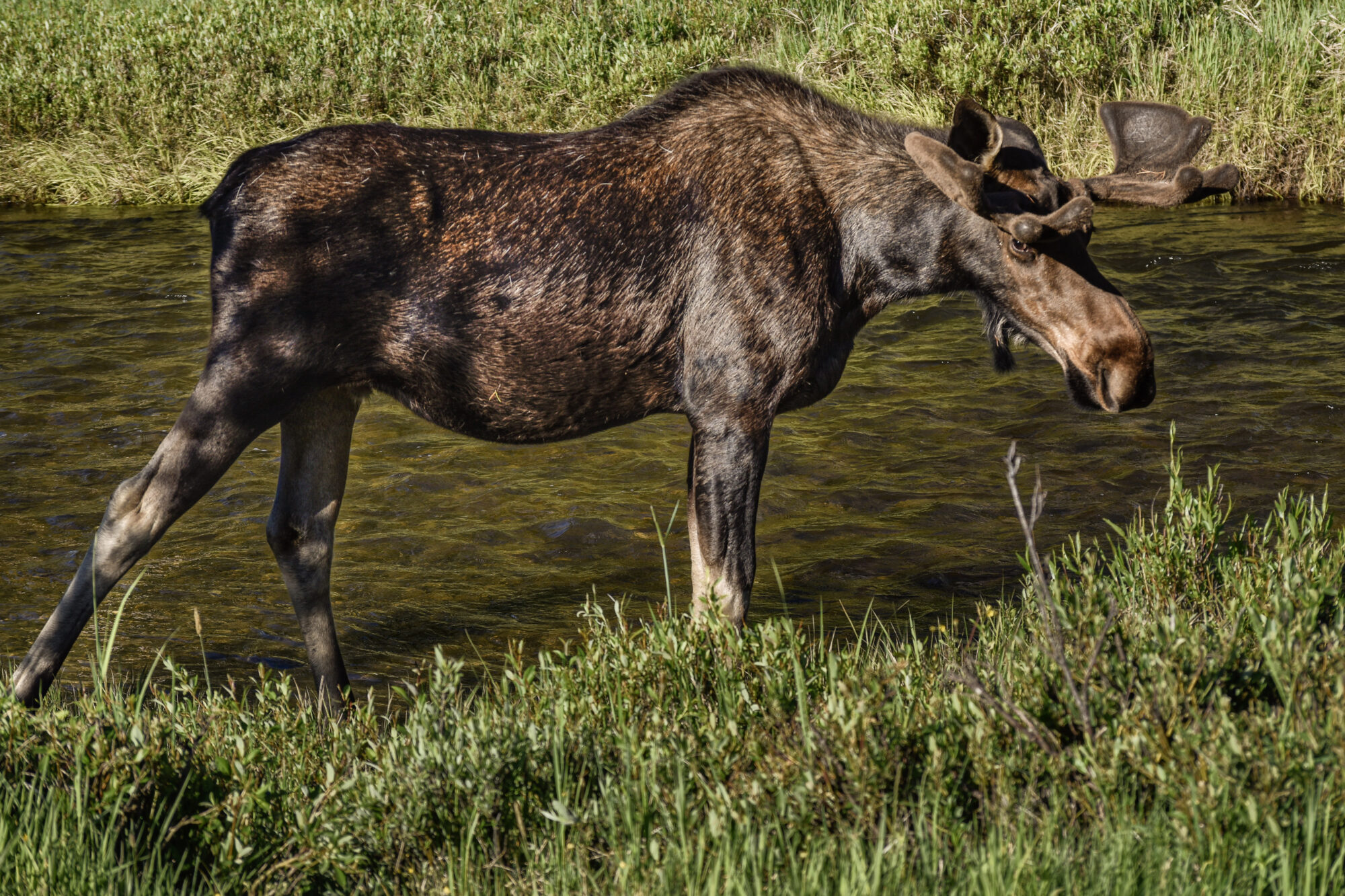 Grand Lake – Moose