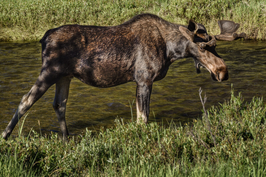 Grand Lake – Moose