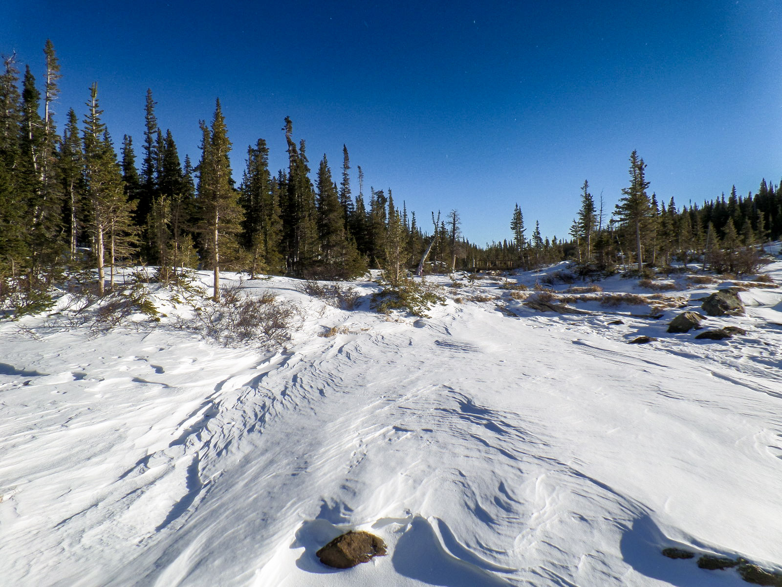 RMNP – Winter Snow Tracks