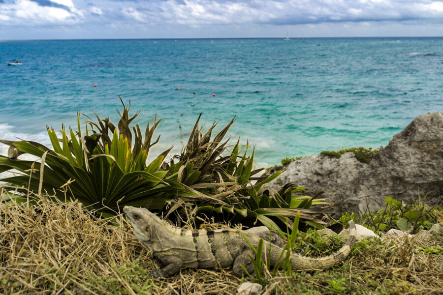 Mexico – Beach – Iguana