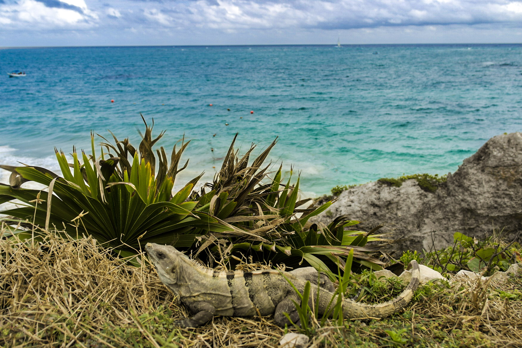 Mexico – Beach – Iguana